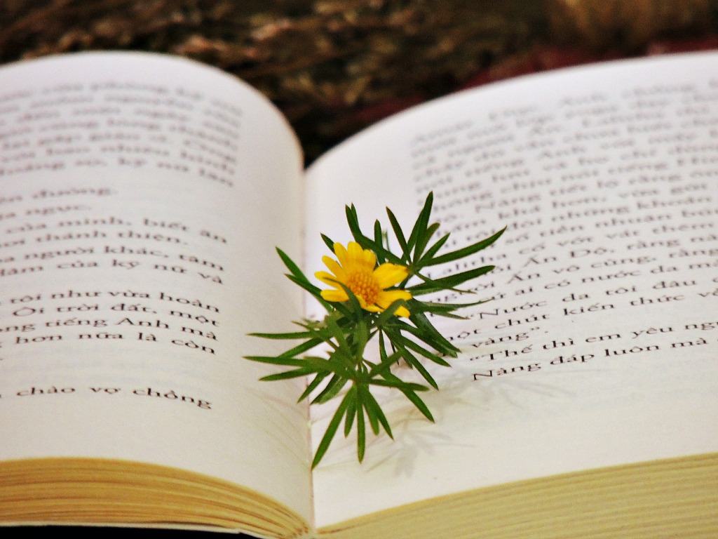 Giấy In Sách Là Gì? Top 5 Các Loại Giấy In Sách Phổ Biến Hiện Nay 4 Sach Bia Mem La Gi Giấy In Sách Màu Vàng
